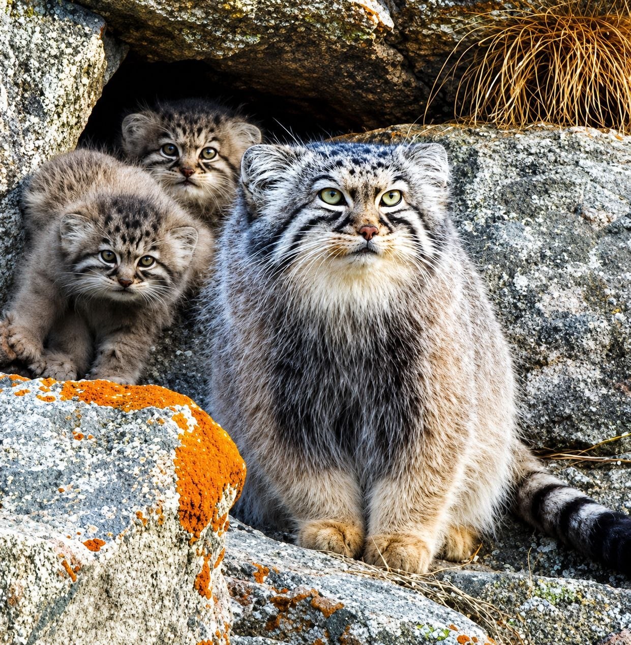 Pallas Cat family in mountain rocks